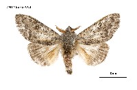 藏品(接茸毒蛾)的圖片